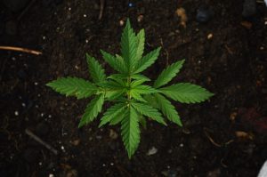 legalization-marijuana-canada